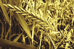 agropyron