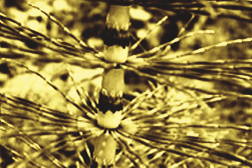 equisetum