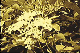 sambucus